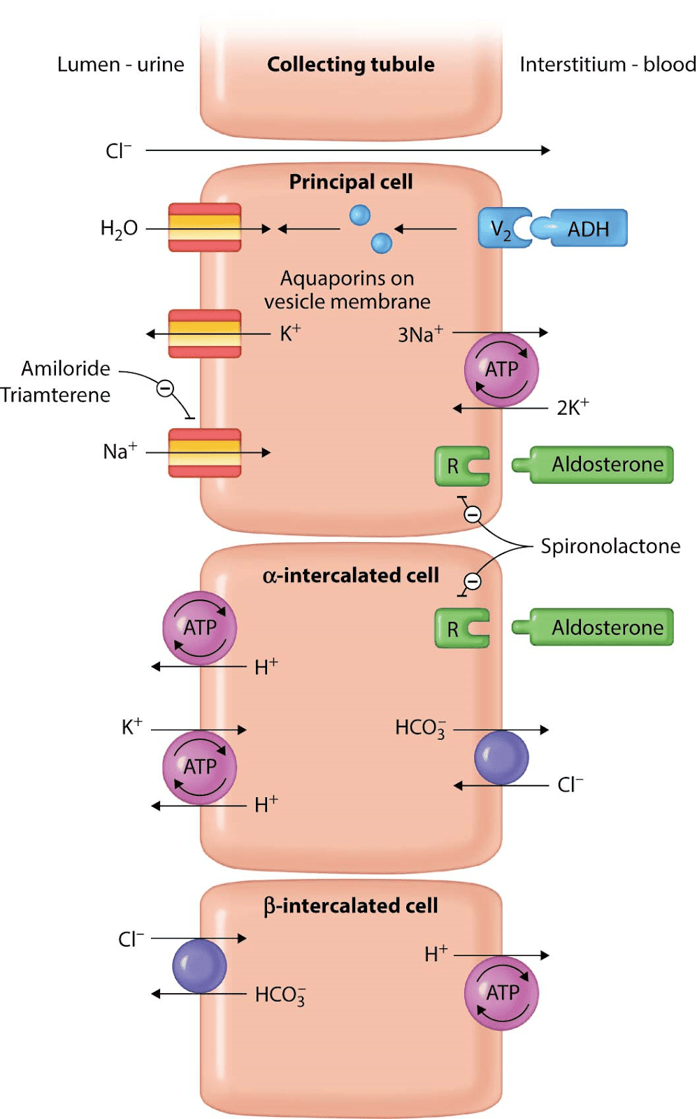 USMLE AID on X: Breathing Patterns: #MedEd @UsmleAid   / X