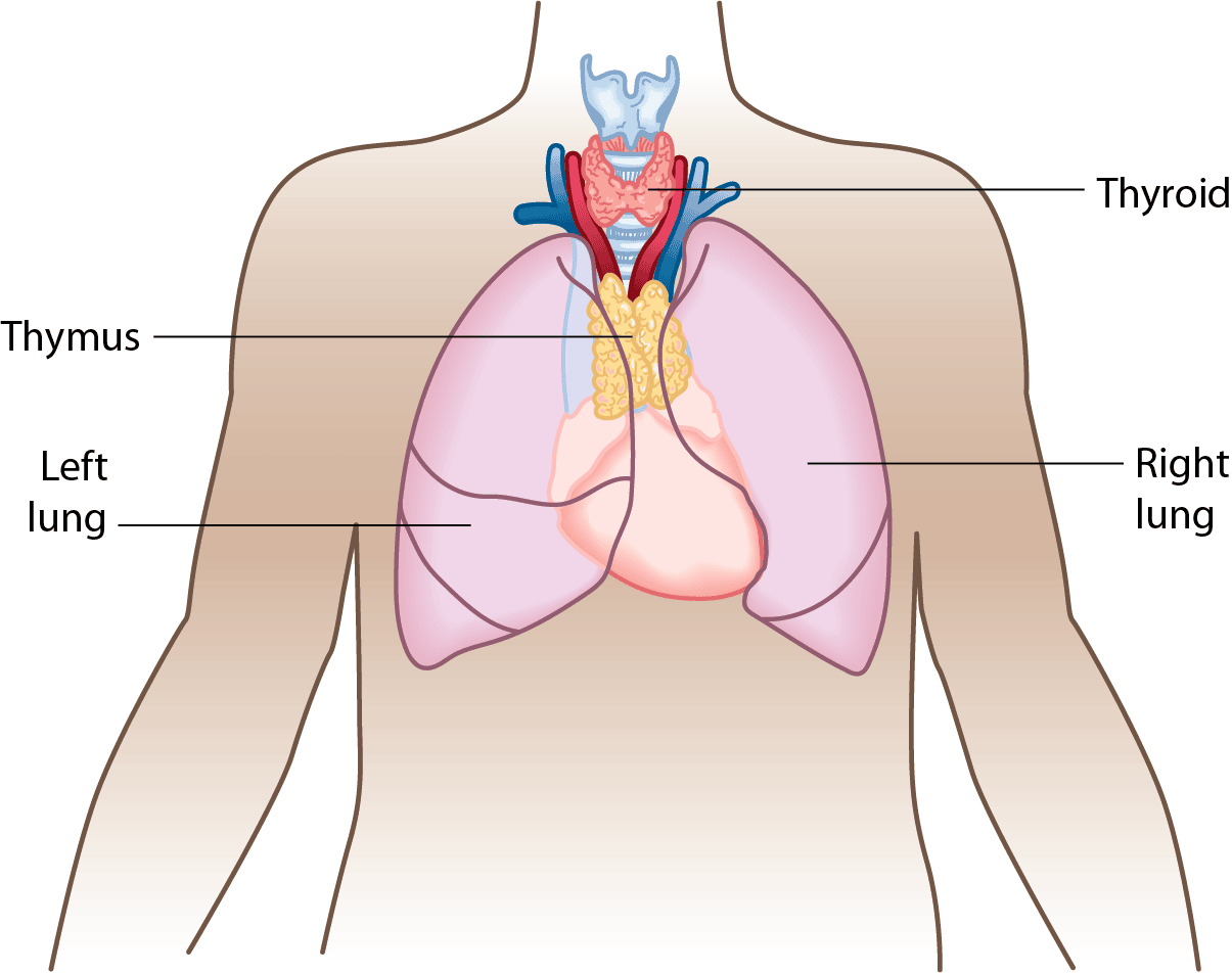 diagram showing the location of the thymus and thyroid