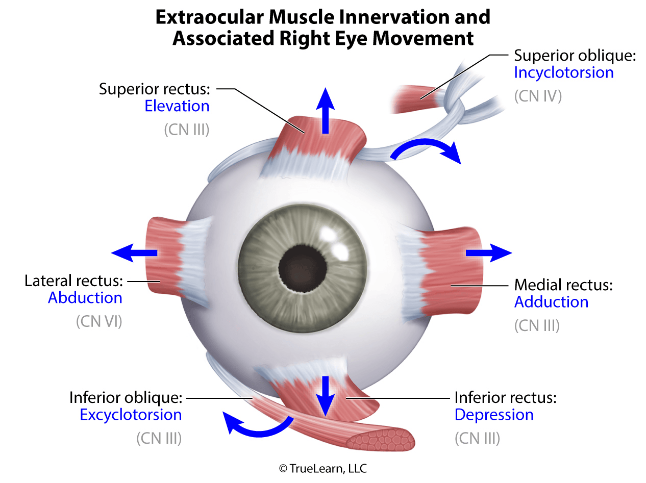 Extraoccular muscle innervation and associated right eye movement diagram