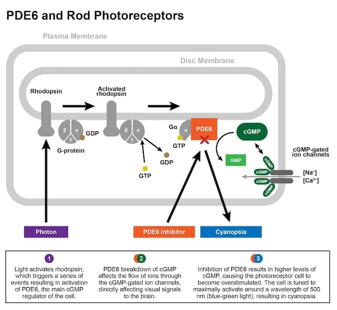 PDE6 and rod photoreceptors infographic