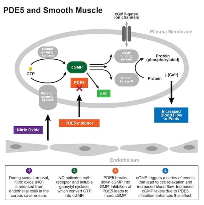 PDE5 and smooth muscle infographic