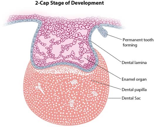 2 cap stage development diagram
