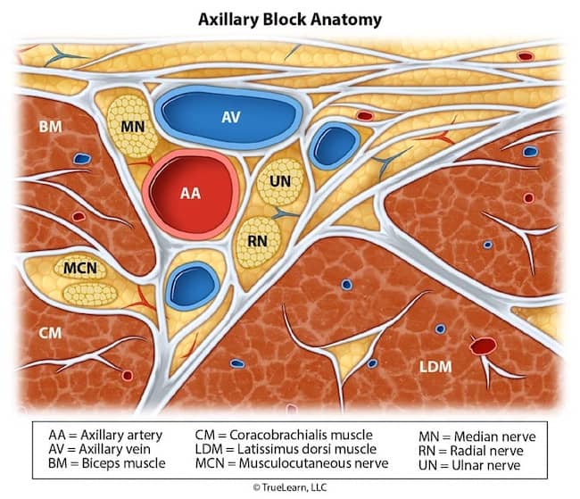 diagram of axillary block anatomy