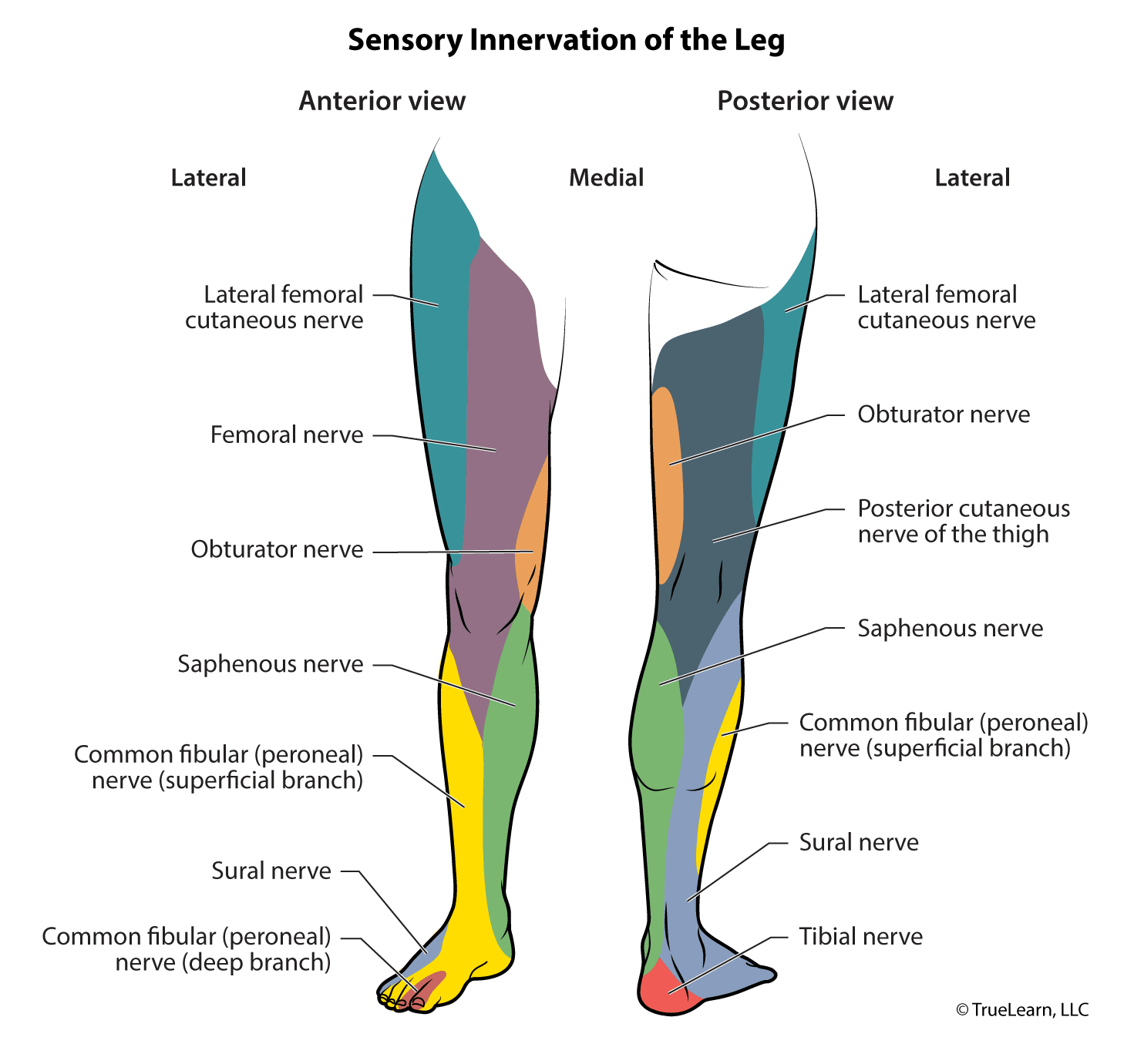 Diagram showing sensory innervation of the leg in anterior and posterior views with labeled nerve distributions.