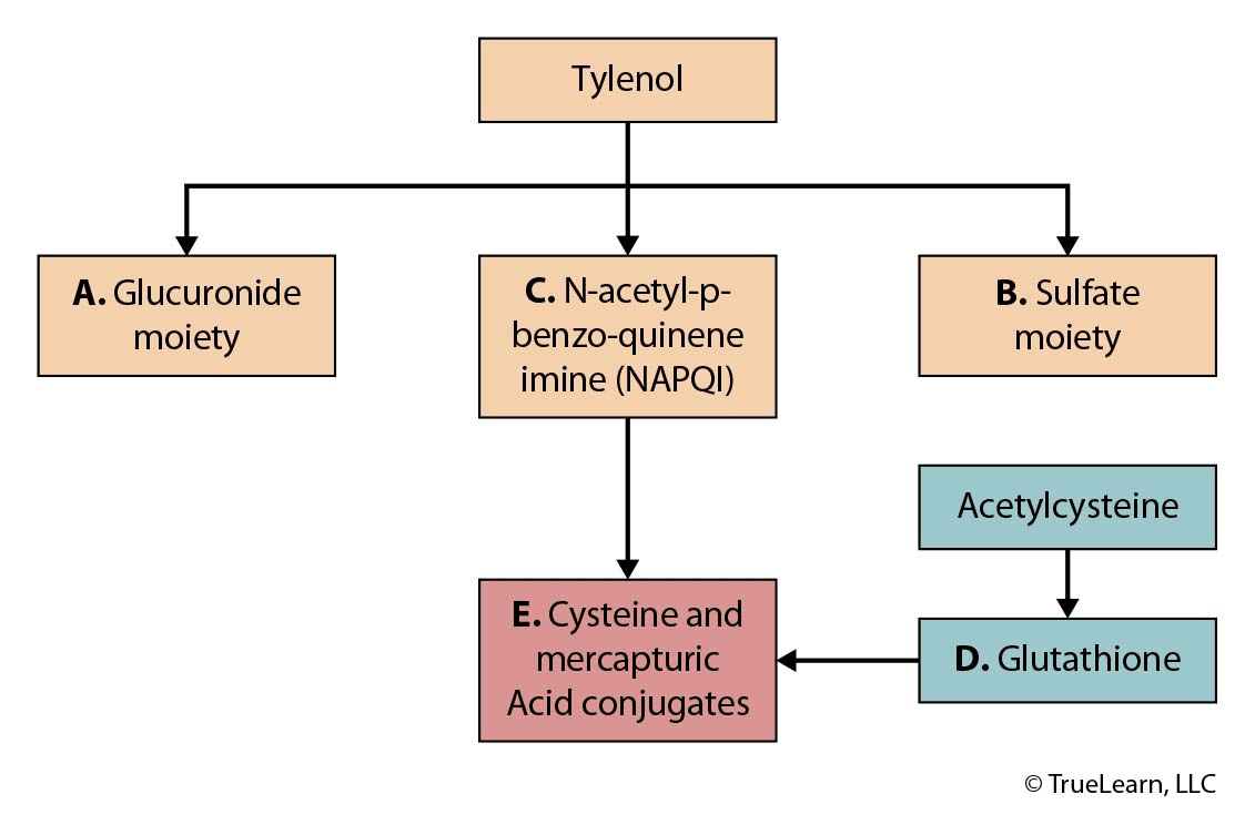 Flowchart showing acetaminophen (Tylenol) metabolism into glucuronide and sulfate pathways, and the toxic metabolite NAPQI, which is detoxified by glutathione with the help of acetylcysteine.