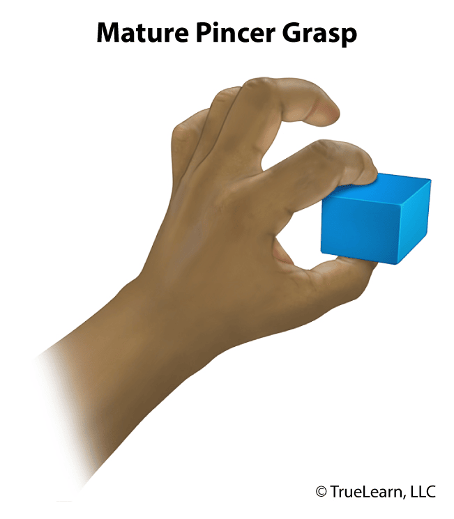 example of a mature pincer grasp