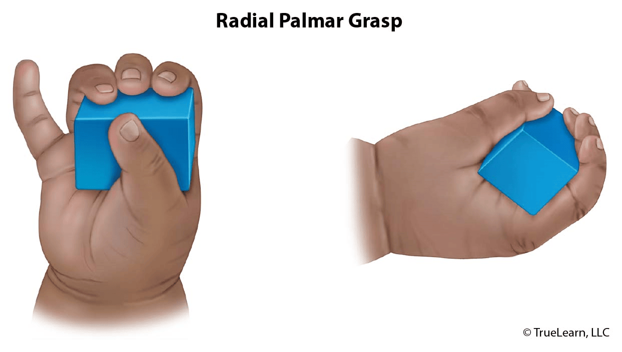 example of a radial palmar grasp