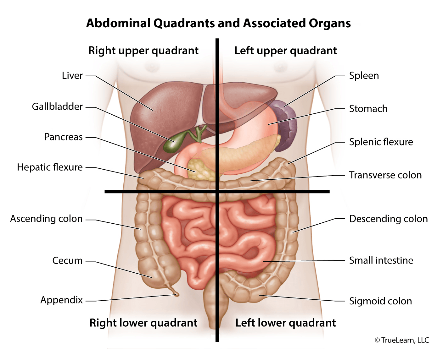 Diagram of abdominal quadrants showing associated organs in the right upper, left upper, right lower, and left lower quadrants.