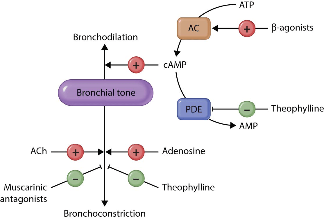 Diagram showing regulation of bronchial tone, highlighting β-agonists increasing cAMP for bronchodilation and theophylline inhibiting PDE and adenosine to reduce bronchoconstriction.