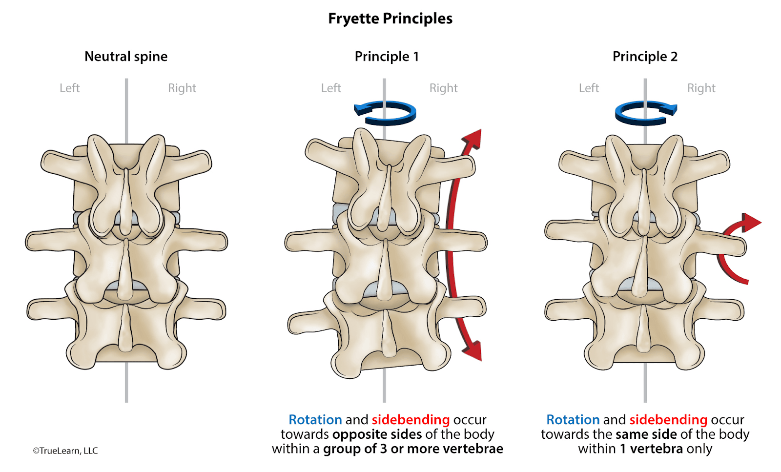 Image showing neutral spine and two Fryette law principles.